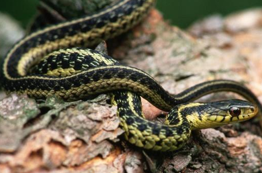 我们知道蛇毒分为血液毒和神经毒,蛇毒是很凶猛的_毒蛇_有毒_蛇头