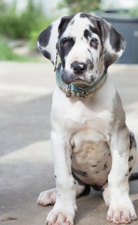 关于大丹犬你知道多少呐?_德国_黑色_拳师