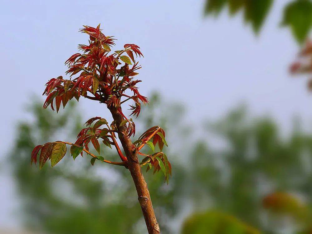 这4对"孪生"野菜别挖错了,一种能吃一种不能吃_食用_漆树_香椿芽