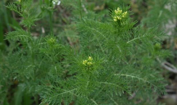 麦田里的这个野菜,农民把它当杂草除去,却不知是治