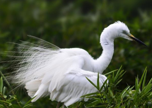 苍鹭別名:青庄,灰鹭,老等.分类:鹳形目,鹭科,鹭属.