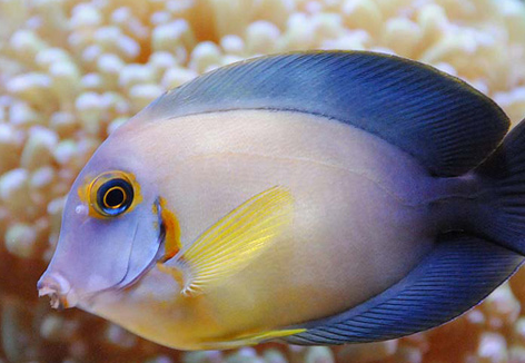 刺尾鱼就是生活在这些海洋地区的一种鱼类,和海洋当