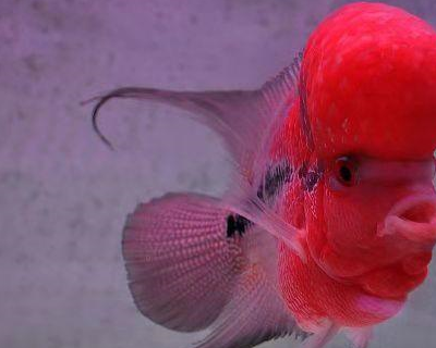 地图_嘴巴_鹦鹉