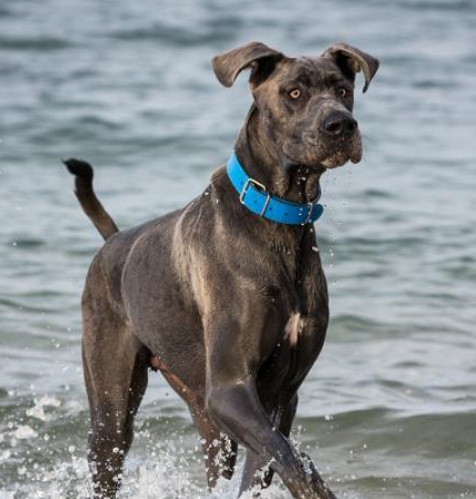 关于大丹犬你知道多少呐?_德国_黑色_拳师