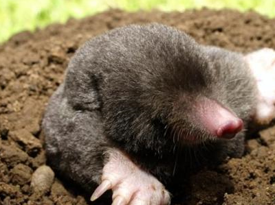 赤裸鼹鼠是如何在没有氧气的情况下持续18分钟_果糖_研究_能量