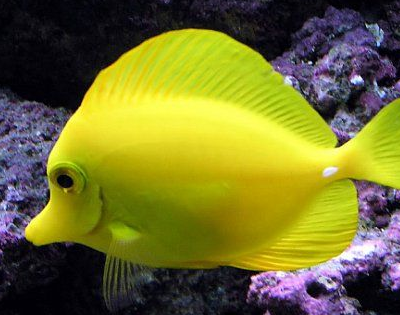 刺尾鱼就是生活在这些海洋地区的一种鱼类,和海洋当