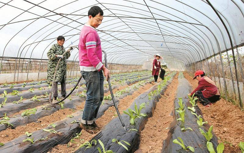 冬春季气温低,大棚蔬菜浇水有讲究_温度_低温_需水量