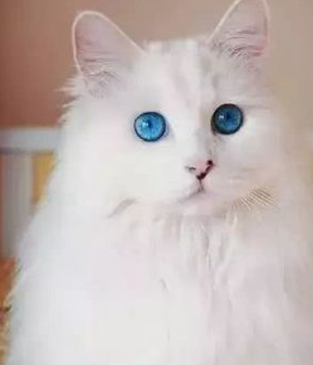 它曾经比波斯猫地位还高,白色毛发,星辰般深邃眼睛,直接美哭你_猫咪