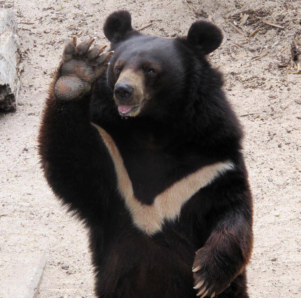 从清朝吉林进贡狗熊的线索,说说东北"黑瞎子"那些熊事儿_动物_因为
