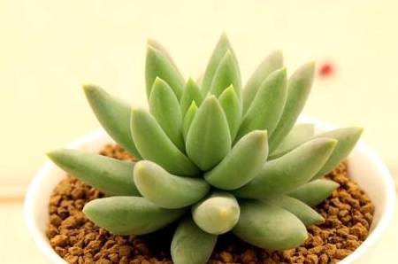 这几款多肉植物能吸收甲醛,家里一定要准备_净化_叶片_排名第一