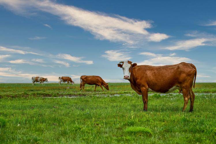 未来畜牧业的引领者:牛养殖虚拟仿真软件助力农业发展_用户_模块_进行