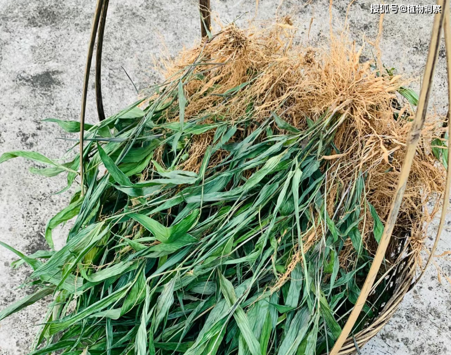 淡竹叶虽然在农村很常见,但是它的价值却极高,可惜
