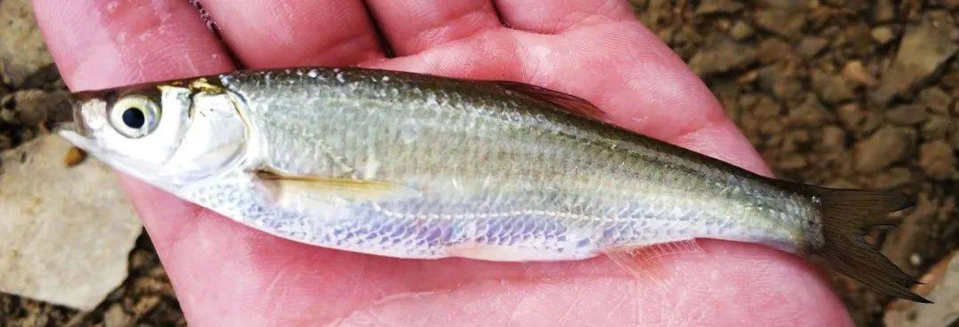 天上飞来的鱼——白漂子_料酒_生姜_做法