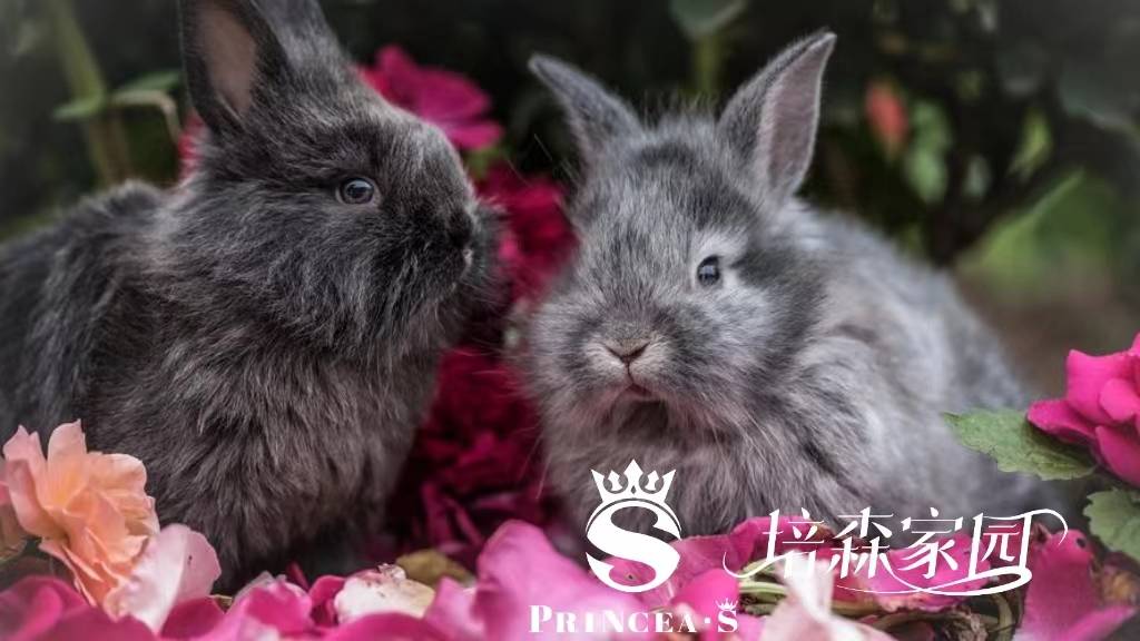 侧躺:兔子在放松和安心时,常常会侧躺在地上.这是一种舒适的姿势,也