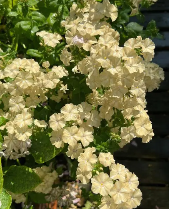 矮生福禄考在花后会结种子,因此在开花前期,发现花朵开败时应及时剪掉