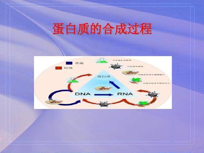 分泌蛋白合成和分泌过程——艾柏森生物_细胞_调控_功能