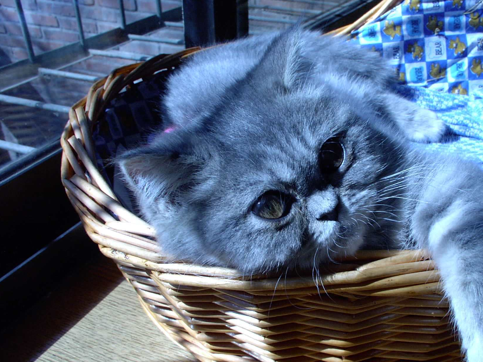 异短猫是纯肉食动物,怀孕之后需要摄取足够多的高蛋白高热量的食物