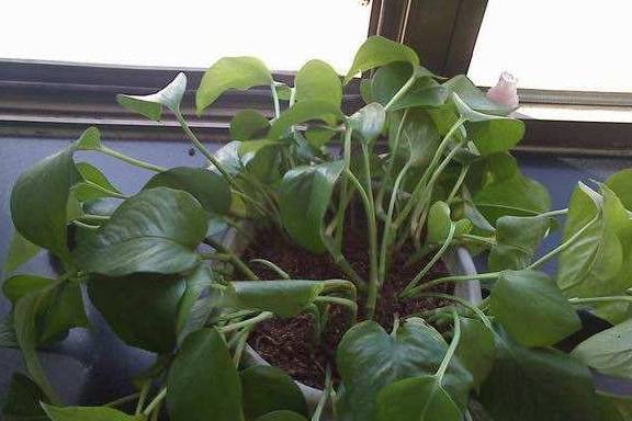 绿萝不能够忍受强烈的阳光照射,加上高温天气就很容易出现叶子打蔫的