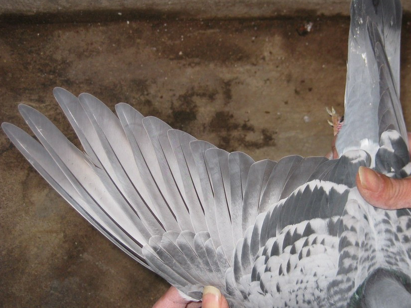 比较适合新手鸽友的引种途径_鸽子_时候_办法