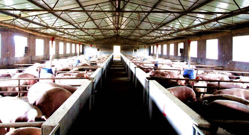 较小;②阿莫西林是青霉素类兽药中唯一可口服的兽药,与抗菌增效剂配伍