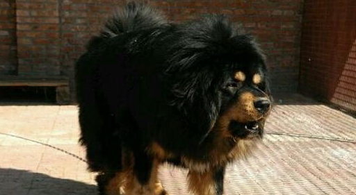 真正纯种的藏獒还多吗?生活在哪里呢?_人们_西藏地区_外形