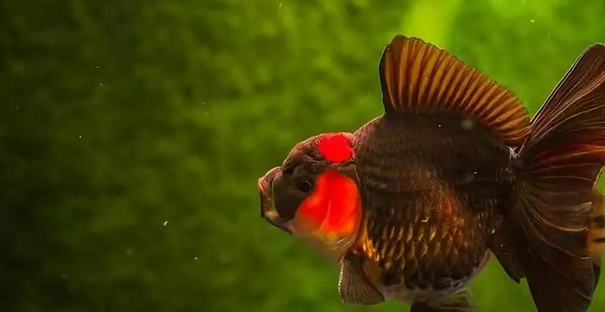 新手学堂:金鱼鱼鳍的这些讲究,你知道吗?_臀鳍_背鳍_尾鳍