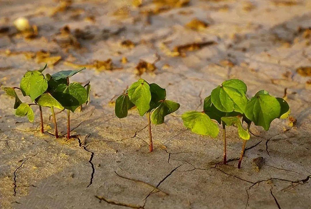 棉花竟然会在荒野中致命?揭秘科学菌的真相!_真菌_侵袭_措施