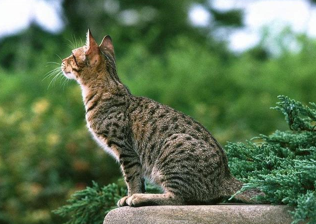 号称地表颜值最高的10种猫,美得心颤!_美国_戒指_性格