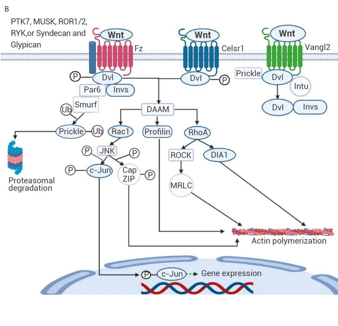 通路的激活途径在肿瘤研究的应用 - medchemexpress_细胞_信号_因子