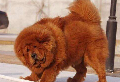 藏獒_人们_萨摩耶