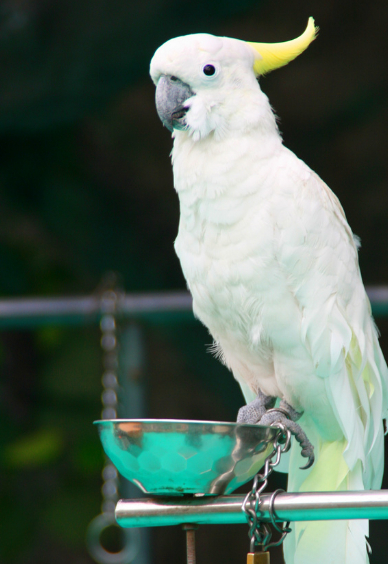 镜头前的一抹夕阳:萌宠之家养鹦鹉所需的住所,你知道多少呢?
