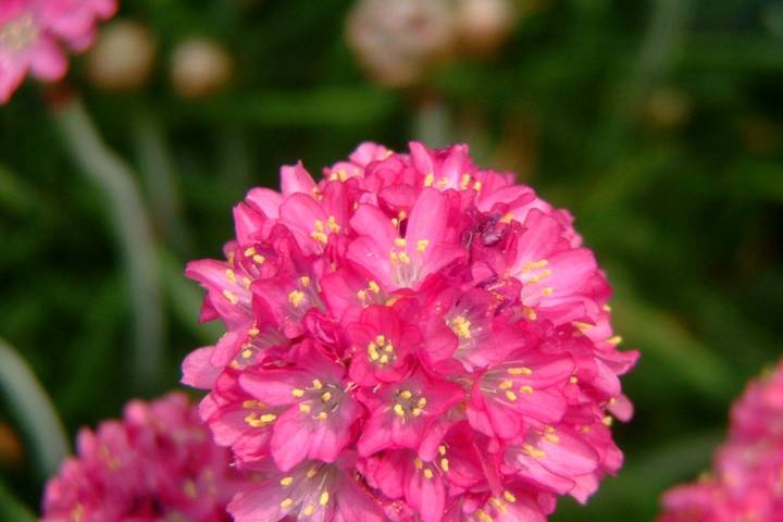 这种新型观赏花卉,比绿萝还好养,花美不逊绣球花,盆