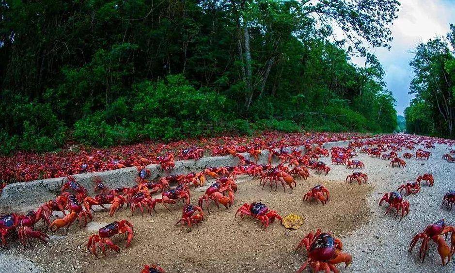 英国_磷酸盐_马六甲海峡