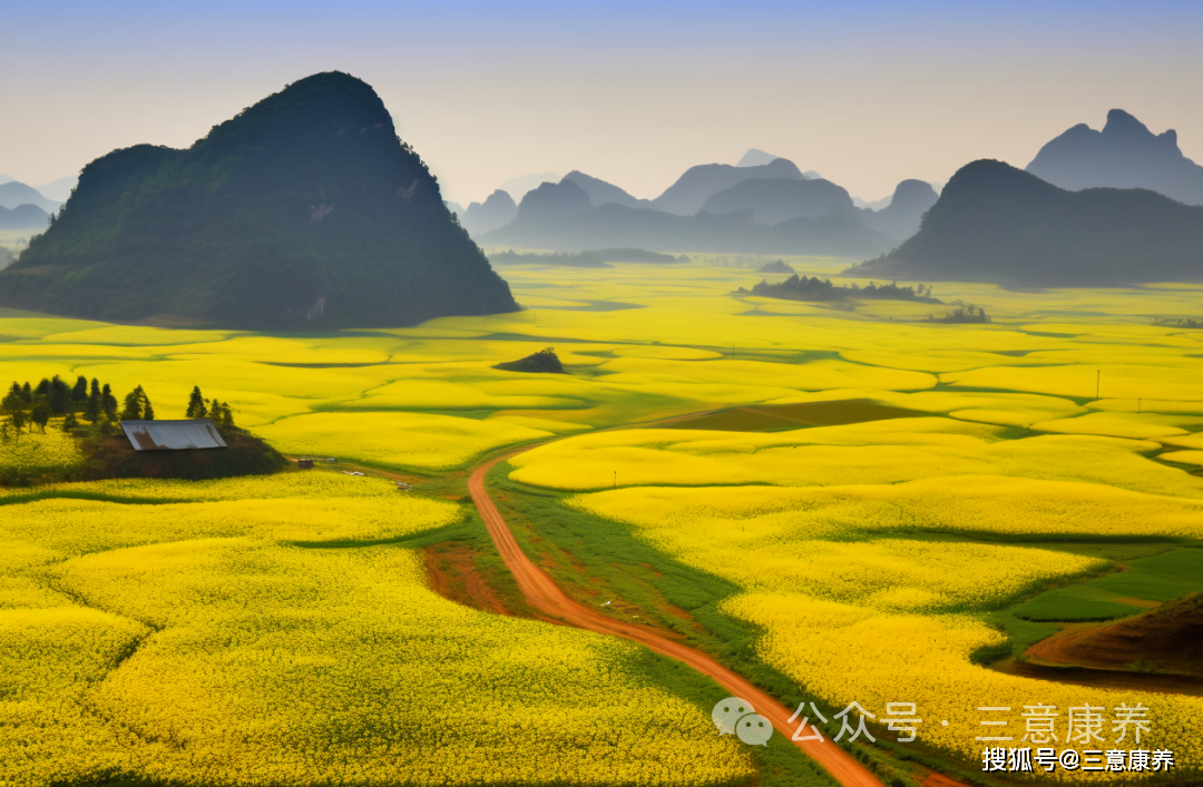 云南罗平油菜花已上线,来看地球上最美的春天!