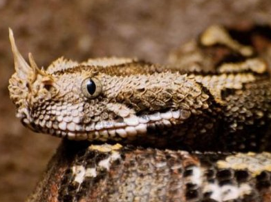 它是世界上毒牙最长的蛇,头上长犄角,毒性还超过眼镜王蛇