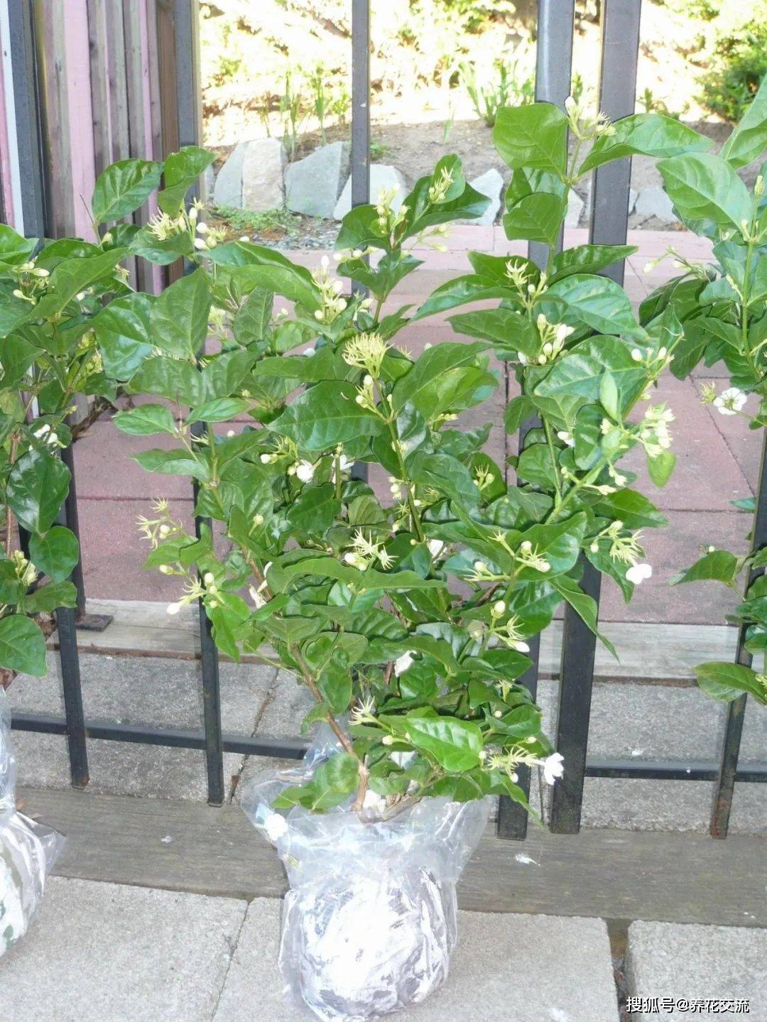 茉莉花开花少?买来没多久变光杆?可能是这几点做错了_盆栽_修剪_环境