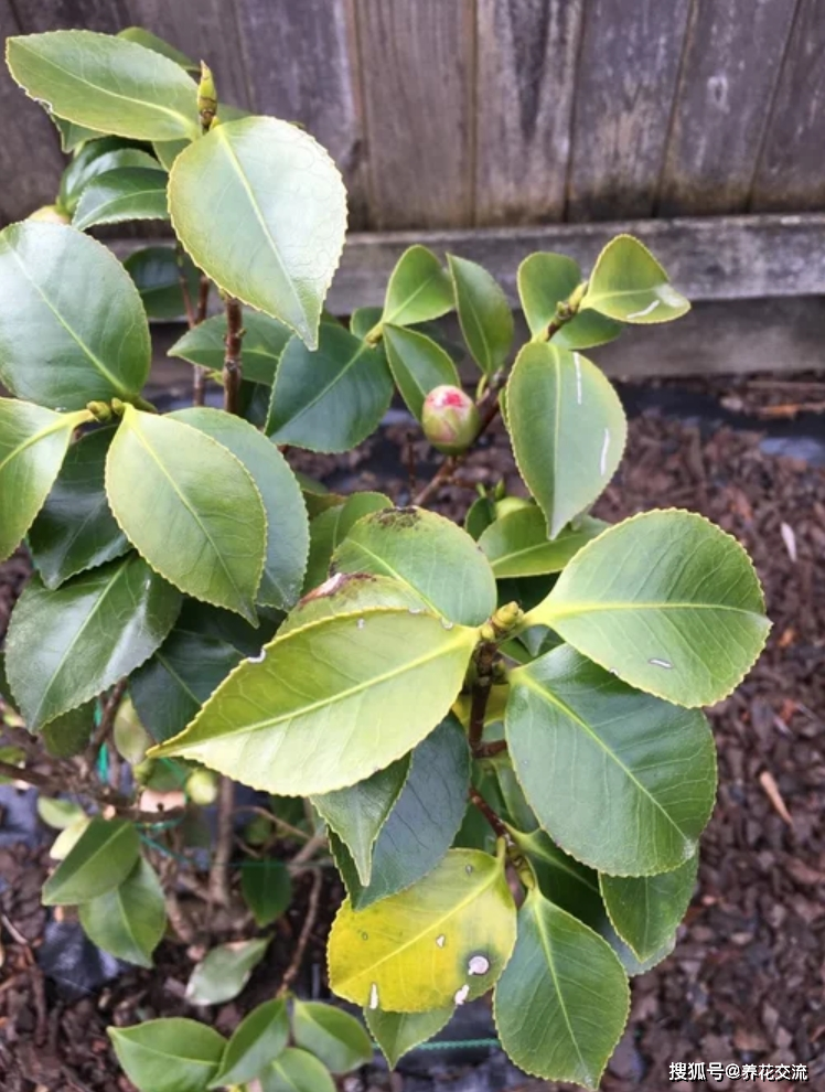盆栽茶花的花朵总是没法打开,叶子枯焦,就是这7点没做好_土壤_花苞