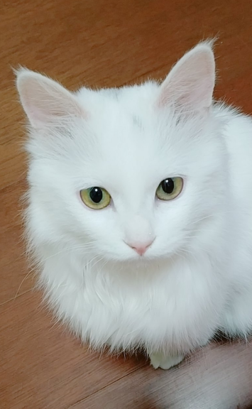 想养布偶猫但价格昂贵,国内这种本土猫,可爱程度不输