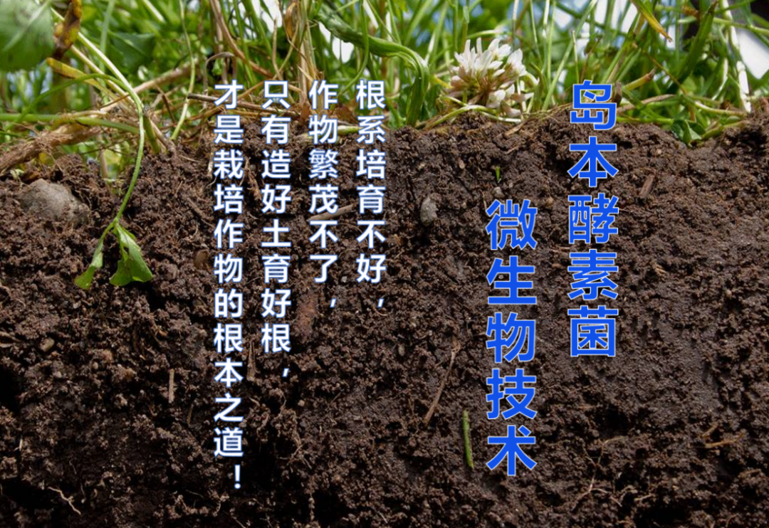 酵素微生物技术新突破:荒芜不堪盐碱地变身肥沃良田!_改良_土壤_作物