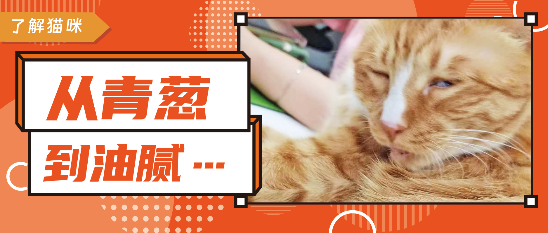 为啥我家猫越来越像油腻大叔!_猫咪_元凶_cats