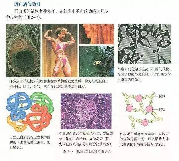生物书上那张有名的"肌肉女"被删除了,如今的学生有多娇弱?