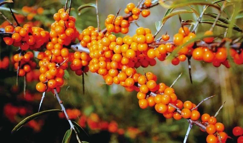 沙棘原浆哪儿的最好最正宗,品味沙棘原浆的极致._果实_饮品_成为了