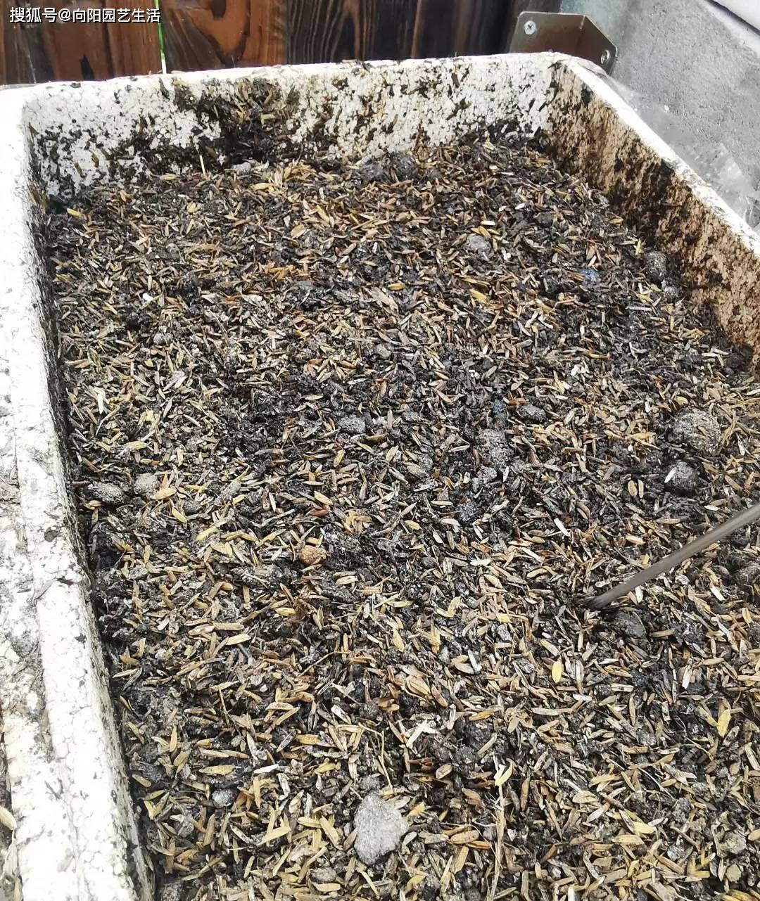 过年回老家,发现很多鸡粪,养花能不能用?发酵才可以用_进行_混合_植物