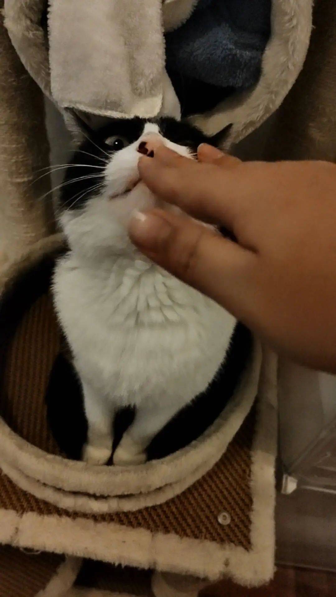 为啥我家猫越来越像油腻大叔!_猫咪_元凶_cats