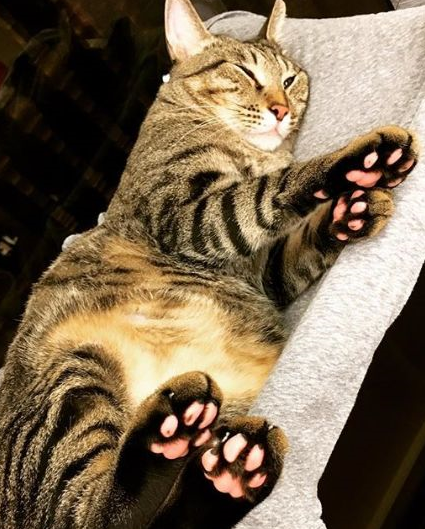 这只糙汉子猫竟然长着这么极品的猫爪_花猫_粉色_主人