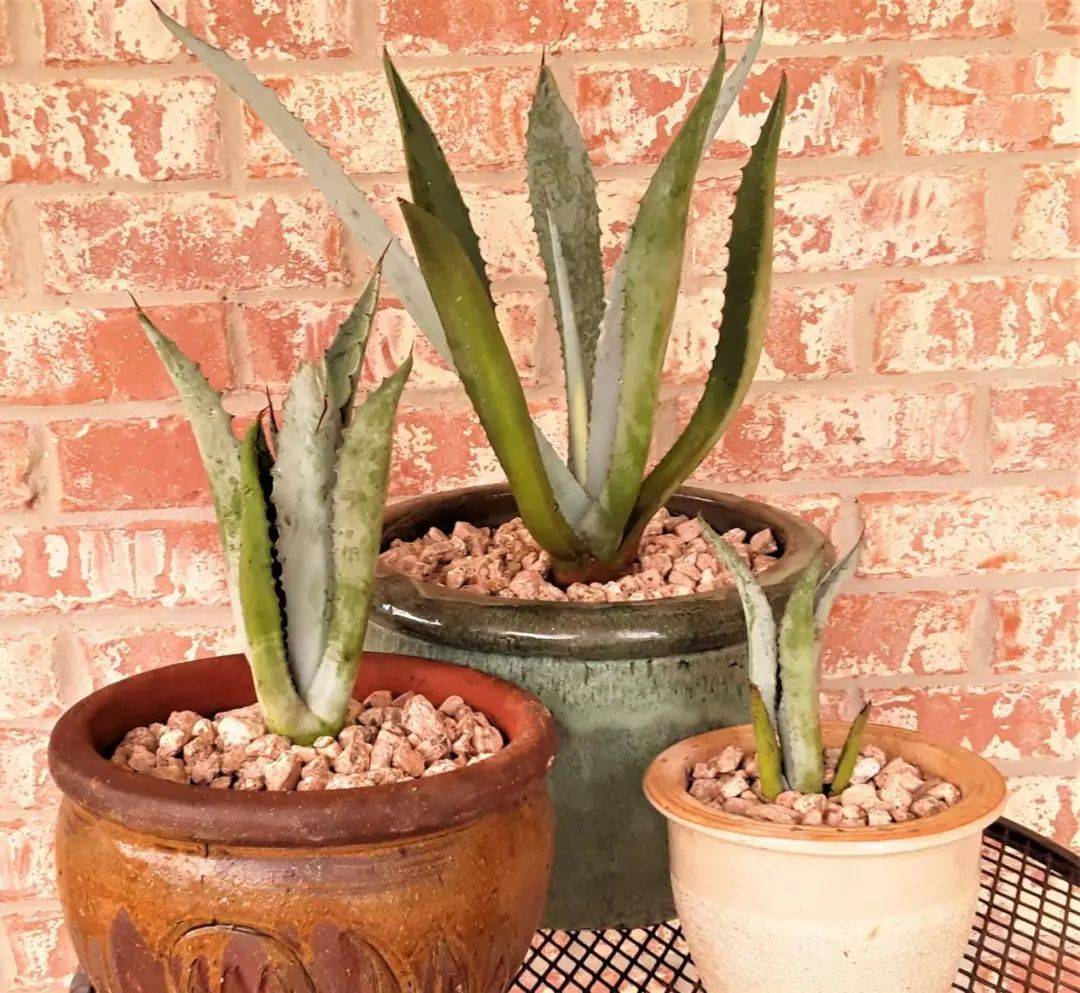 养好龙舌兰,你只需注意这些要点→_土壤_种植_植物