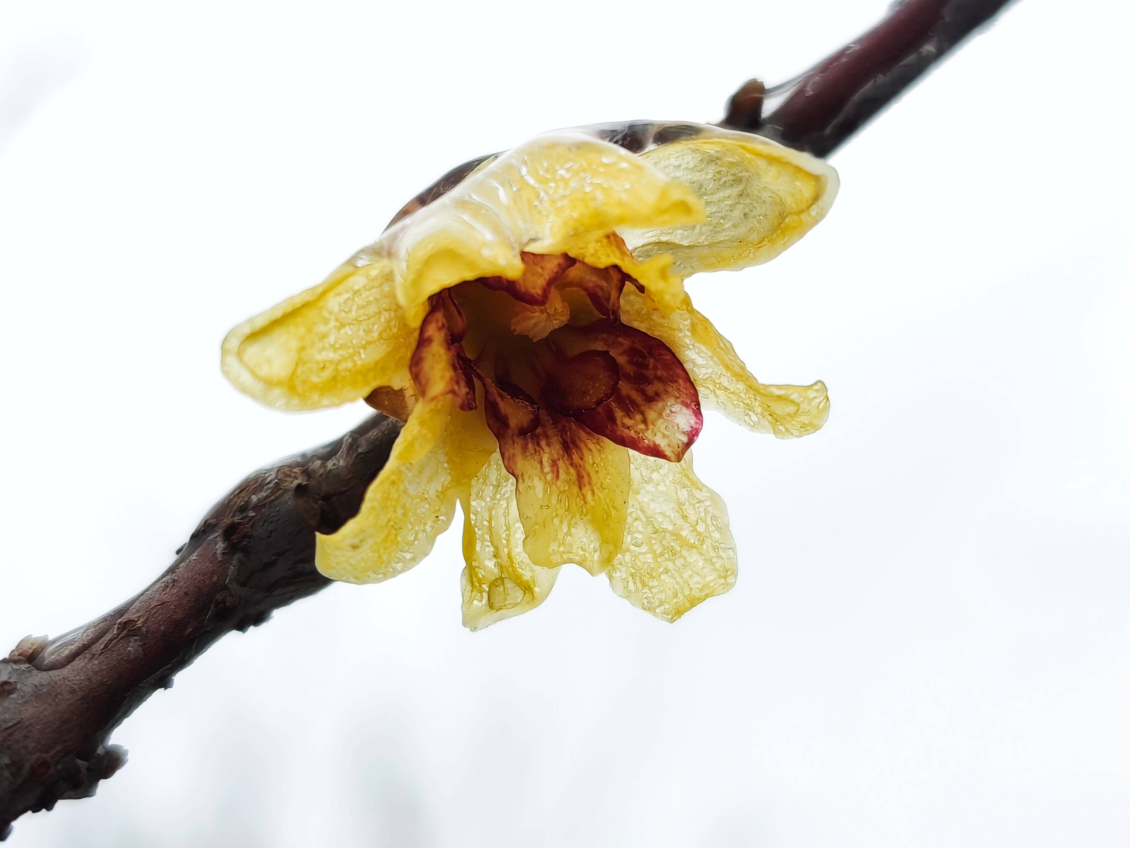 郯城:冻雨成冰 腊梅花晶莹剔透惹人迷_季节_雨雪_生命