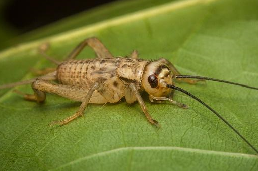 博得了人们的喜爱,在中华民族有着悠久的历史_活动_贾似道_有关