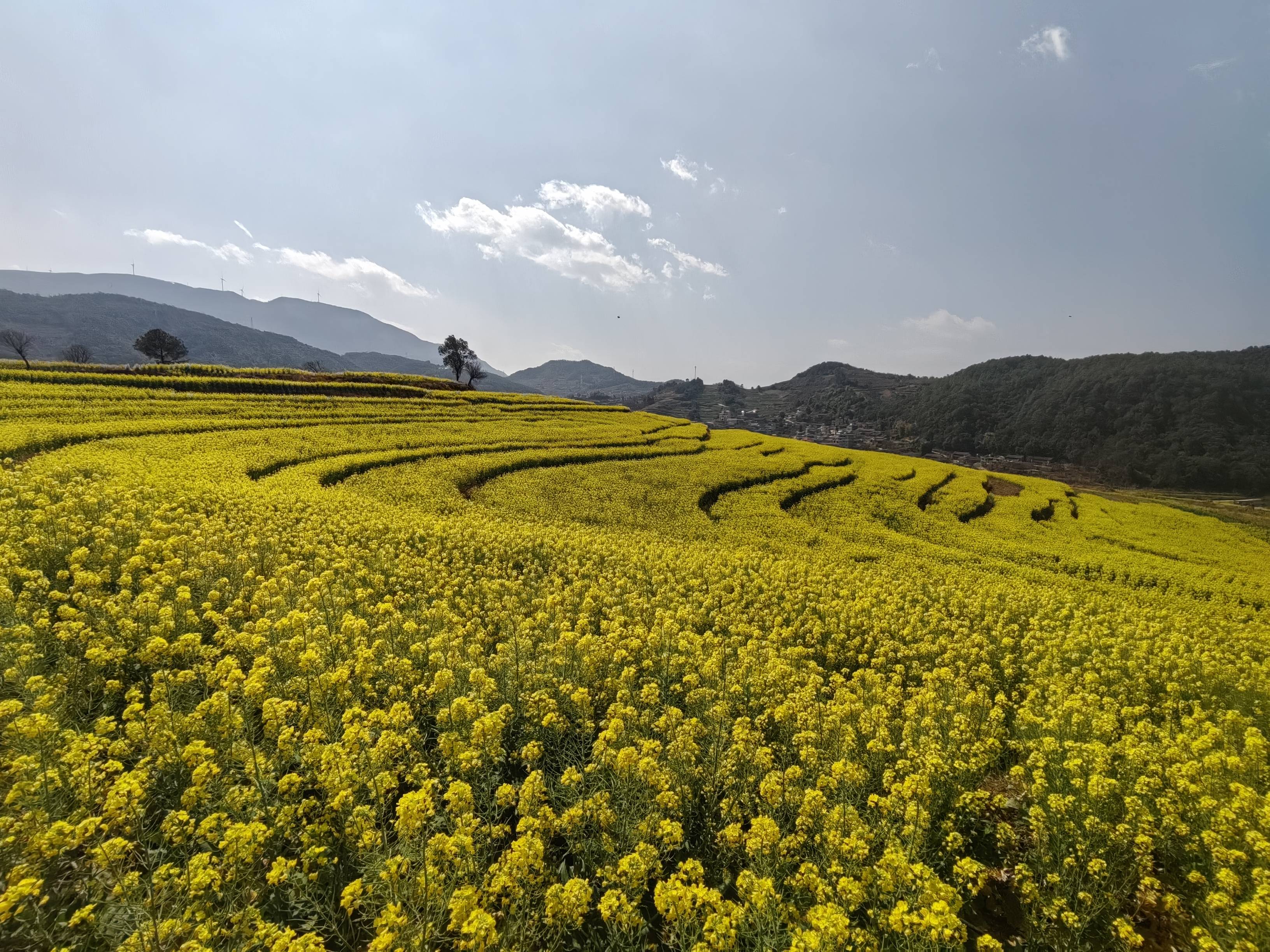 鲁山坡油菜花图片