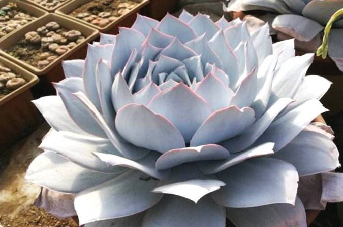 这3种最适合新手_小汤_花友_叶子